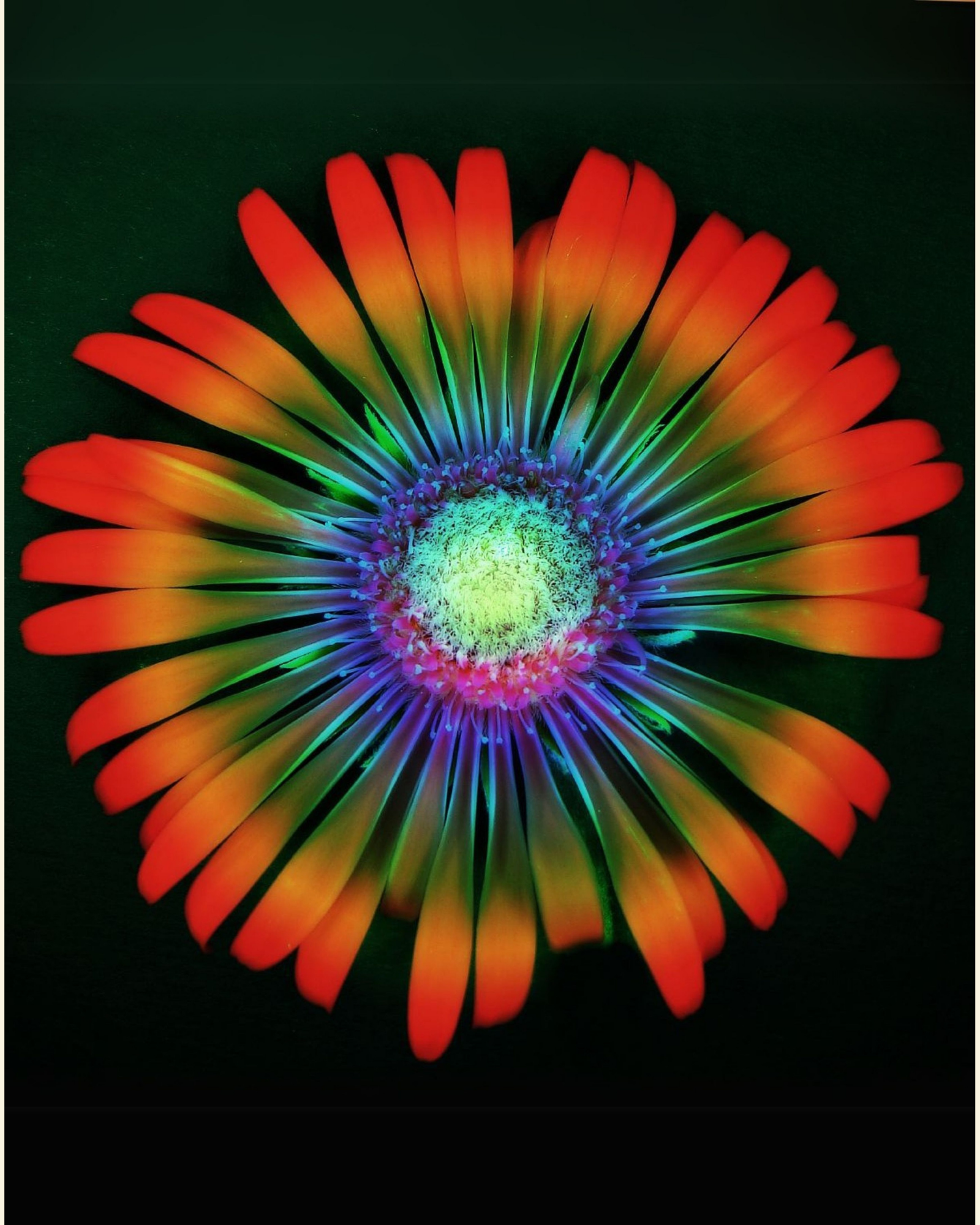 Diamond Paint Kit Psychedelic Flower